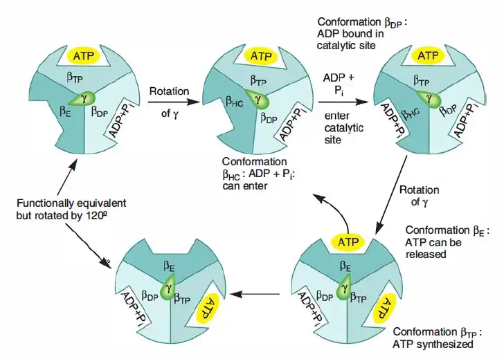 Binding-change model for ATP synthase