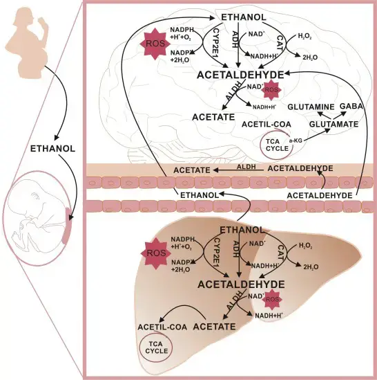 Ethanol Metabolism Steps