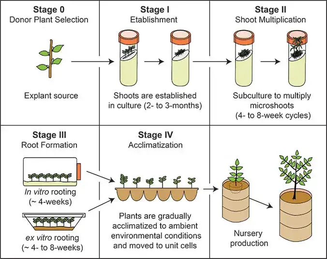 Micropropagation - Definition, Application, Advantages, Disadvantages ...