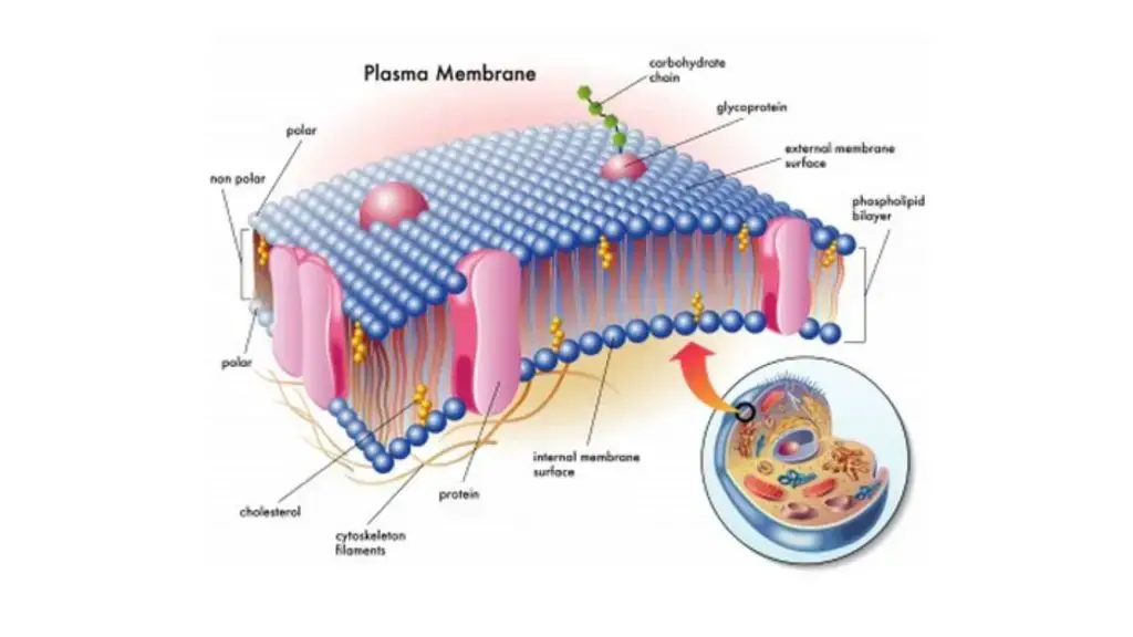 Structure and Chemical composition of Membrane