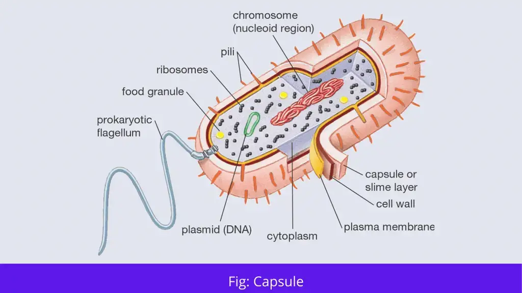 Capsule