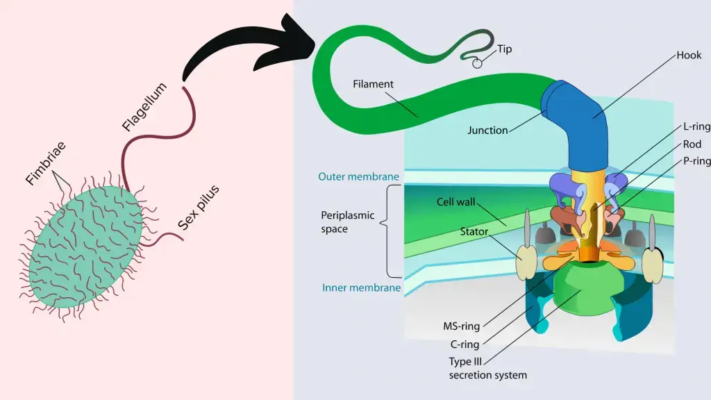 Flagella