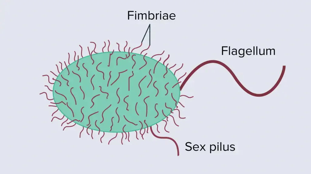 Fimbriae