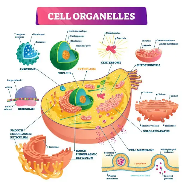 Cell organelles biological vector illustration diagram. Cross sections of nucleus, cytoplasm liquid, centresome tubes, mitochondria, golgi apparatus, membrane, endoplasmic reticulum and RNA ribosome.