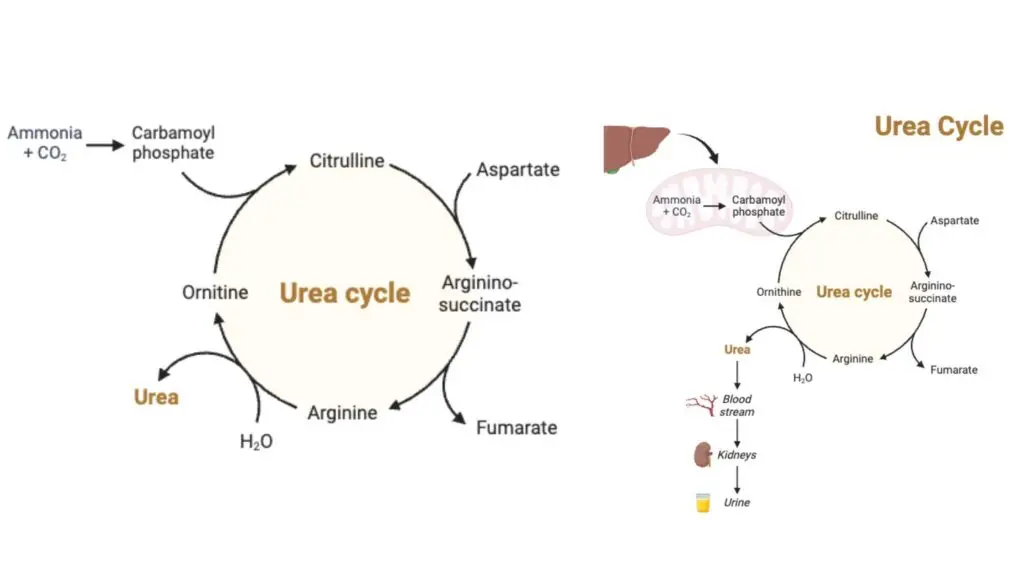 Urea Cycle