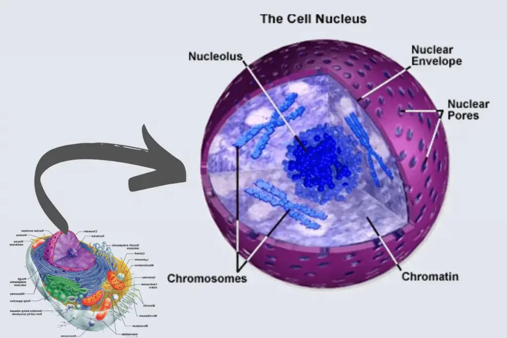 Cell nucleus