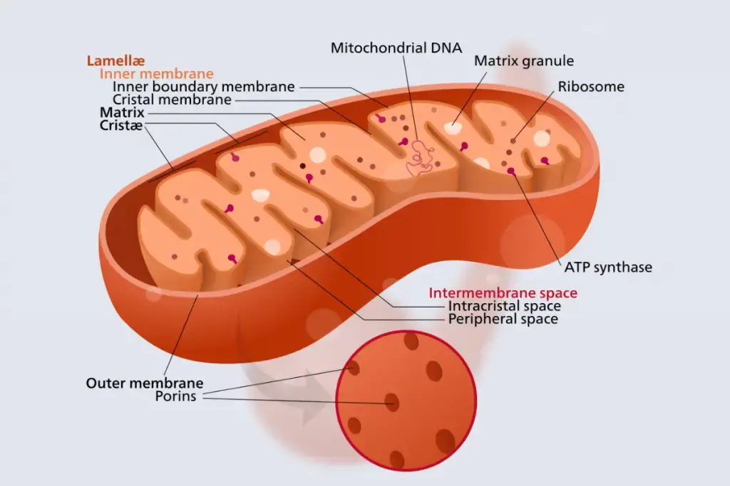 Mitochondria