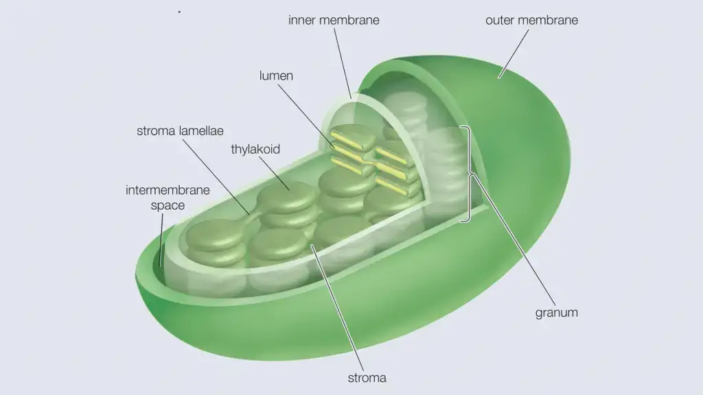 Chloroplast