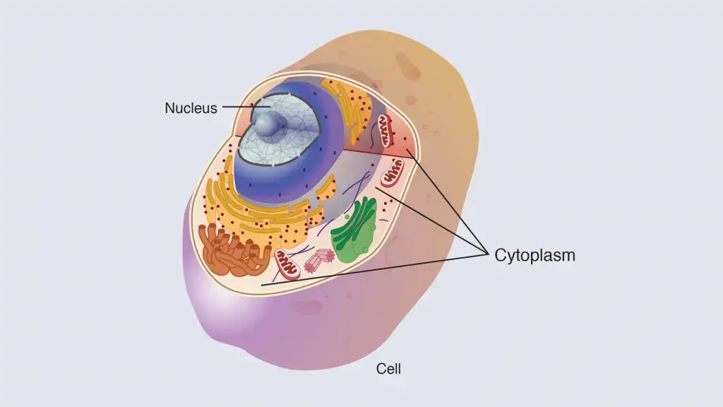 Cytoplasm