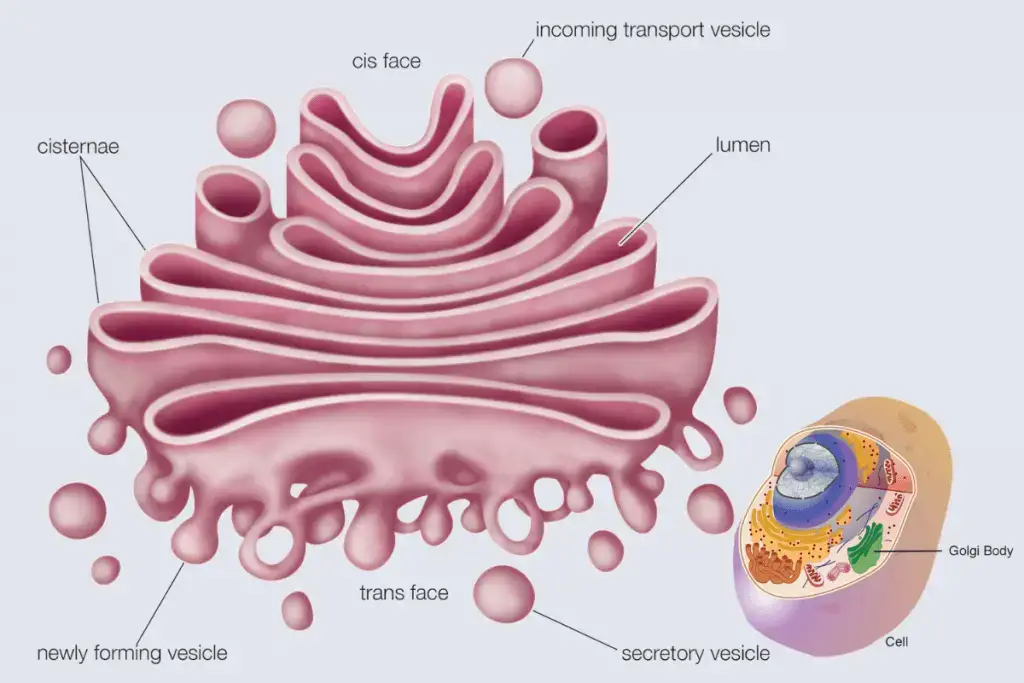 Golgi Apparatus/ Golgi Complex/ Golgi Body