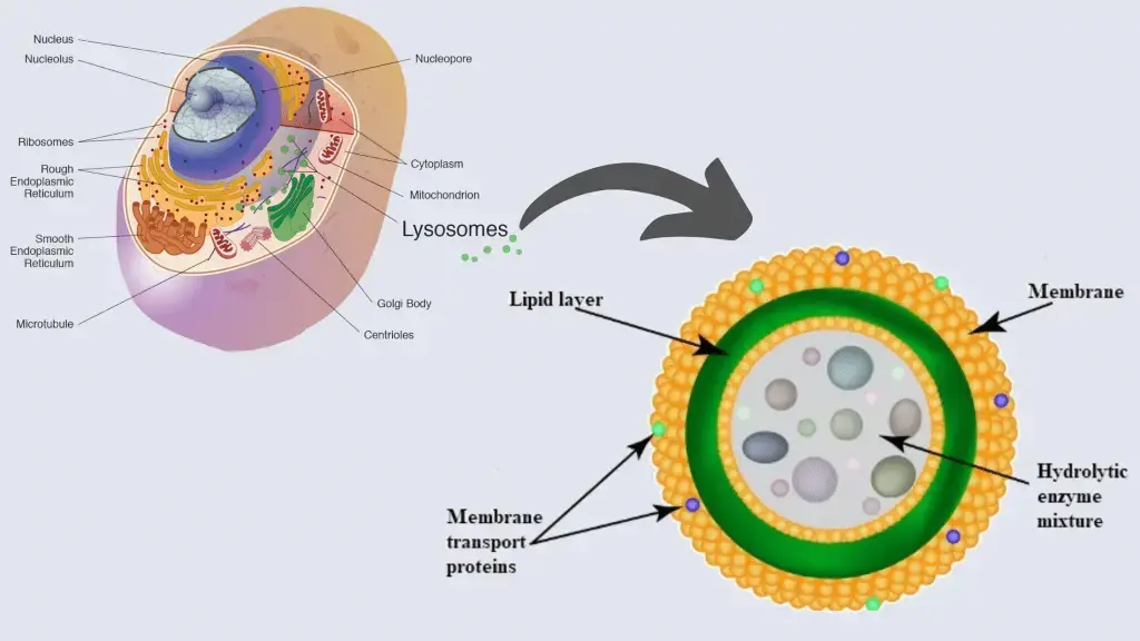 Cell Structure and functions