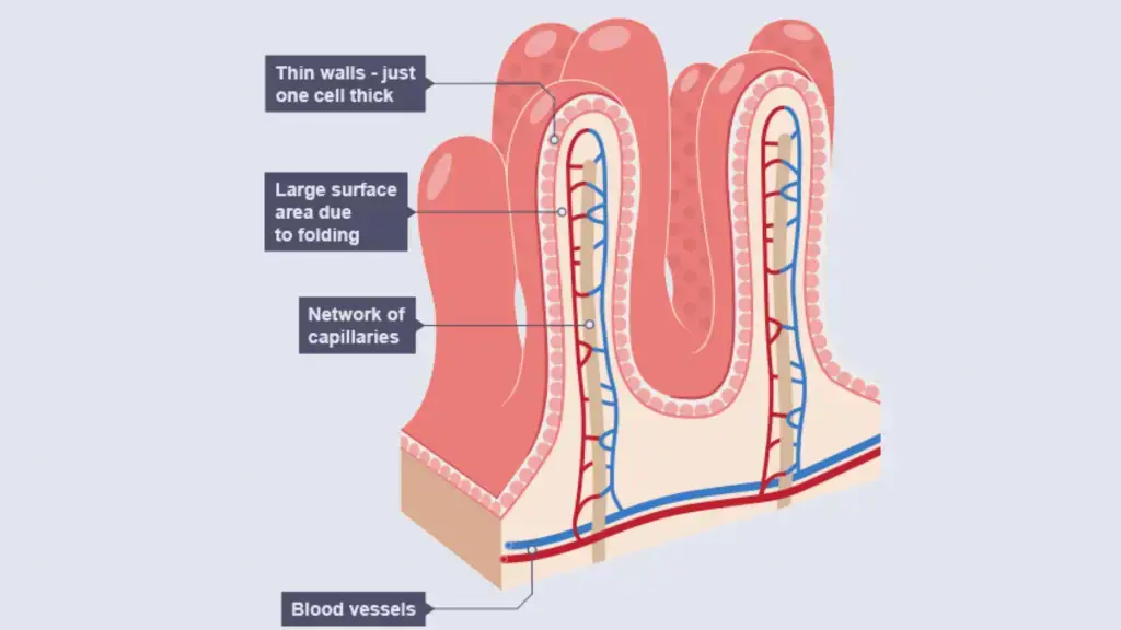 Microvilli