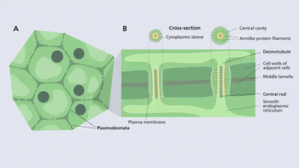 Cell Structure and functions