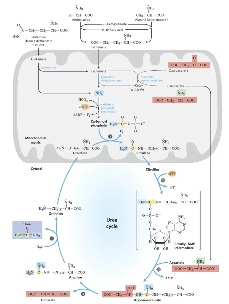 Urea Cycle Reactions/Urea Cycle Steps