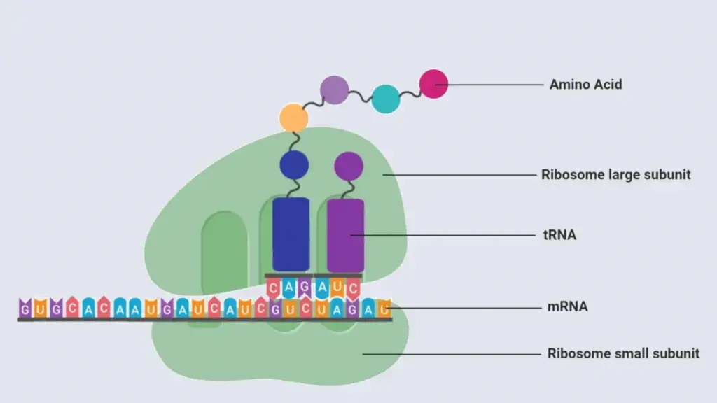 Cell Structure and functions – Ribosomes