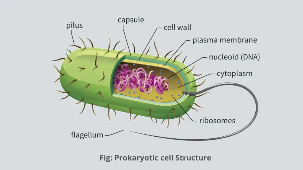 Structure of Prokaryotic Cell