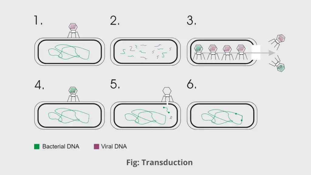 Transduction