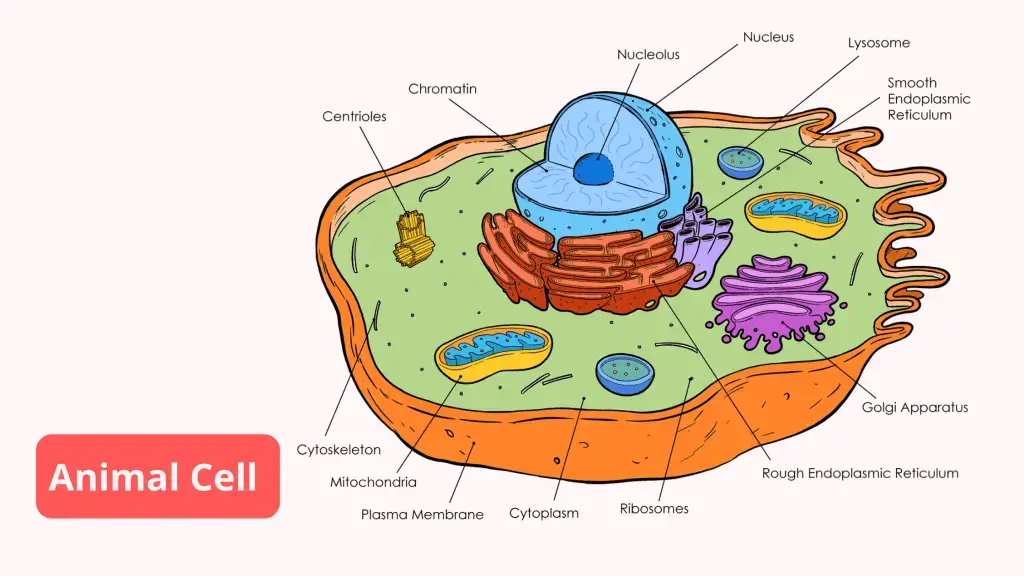 Animal Cells