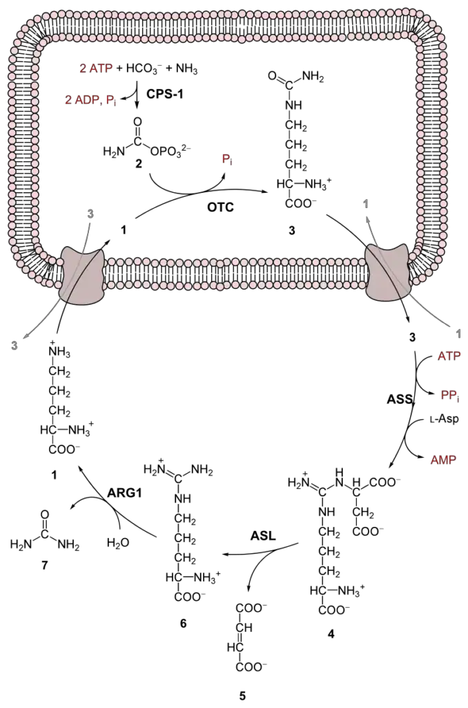 Overall Reaction of the urea cycle