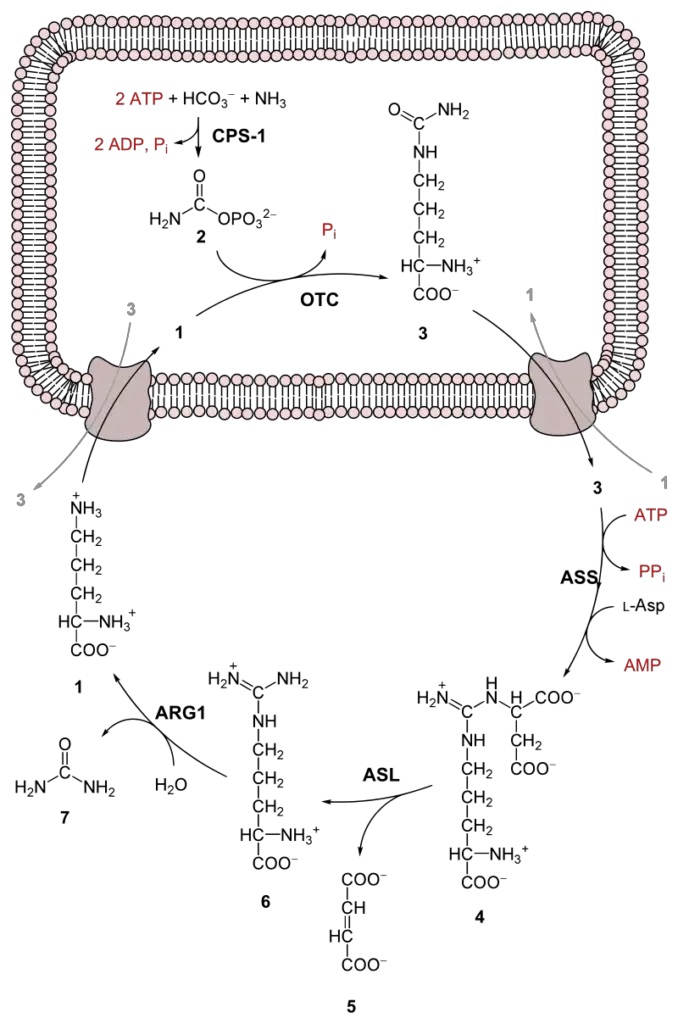 Overall Reaction of the urea cycle
