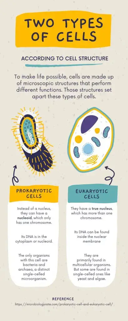 Prokaryotic Cell and Eukaryotic Cell Infographic