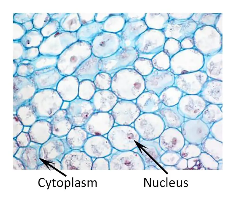 Parenchyma cells