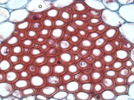 Cross-section of sclerenchyma fibers.