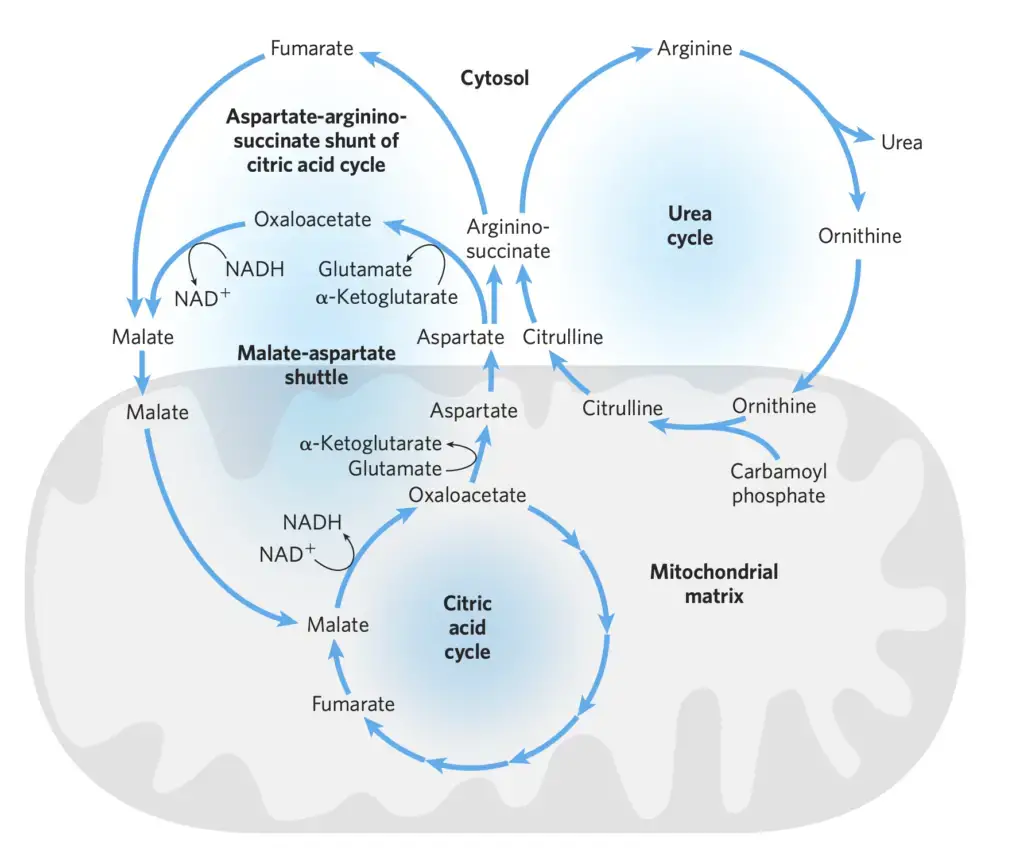 The Citric Acid and Urea Cycles Can Be Linked