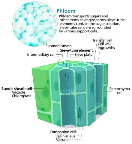 Phloem Cells 