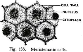 Meristematic cells