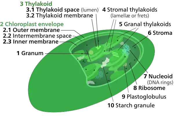 Structure of stroma in chloroplast
