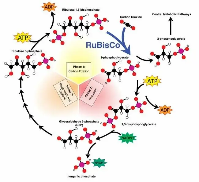 Calvin Cycle
