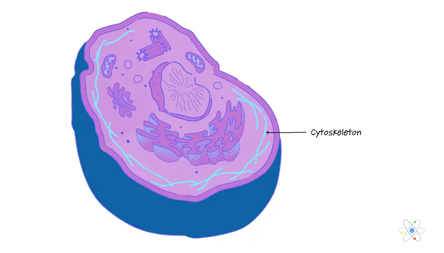 Plant cytoskeleton diagram 