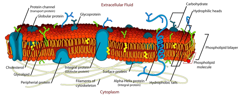 Plant Cell (Plasma) membrane
