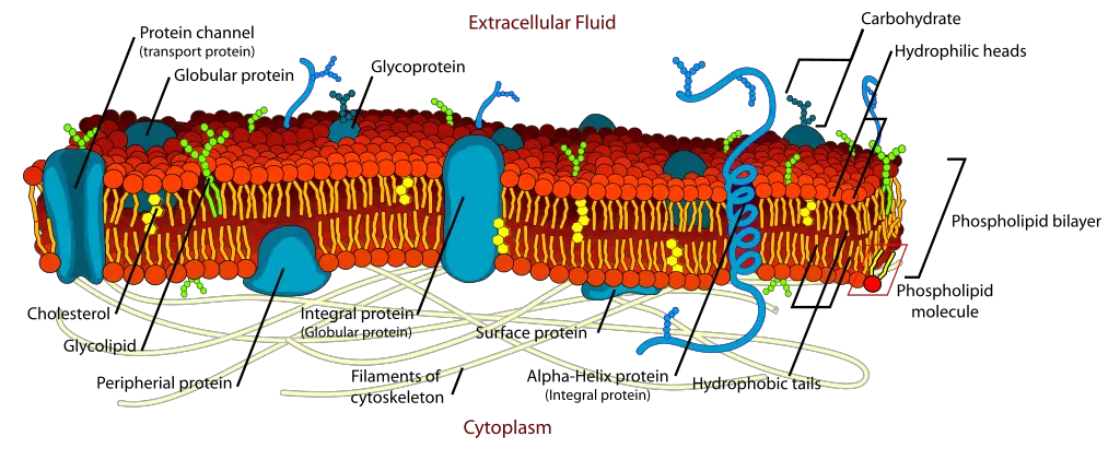 Plant Cell (Plasma) membrane
