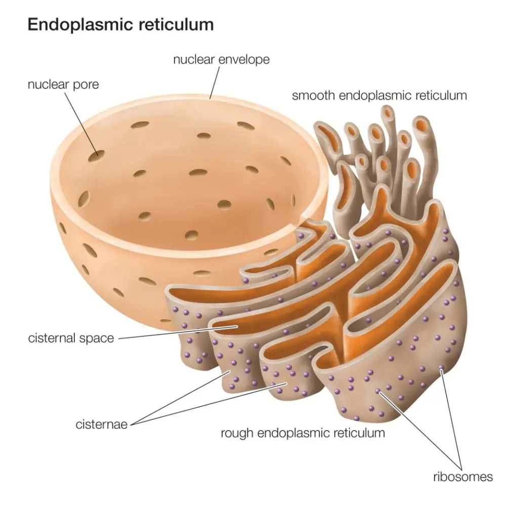 Endoplasmic reticulum (ER) of the plant cell