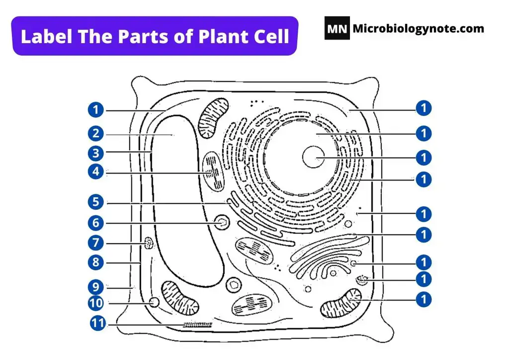 Label The Parts of Plant Cell