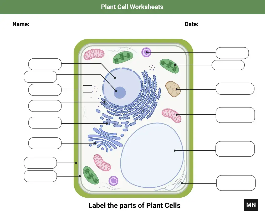 Plant cell Worksheet