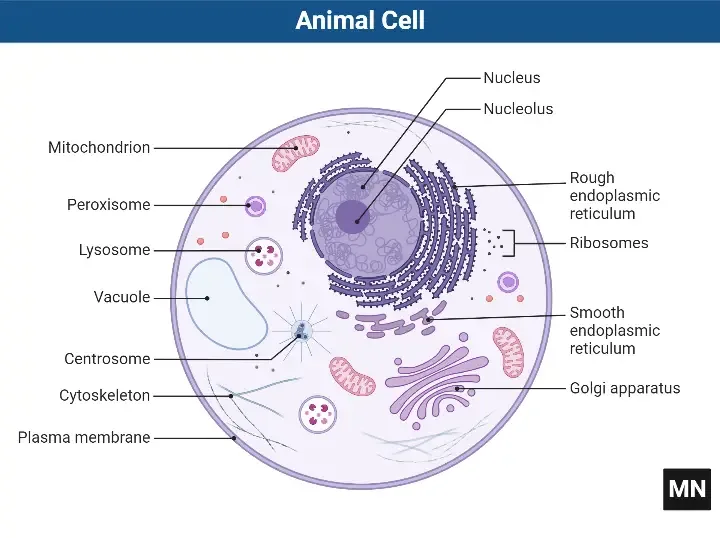 Cytoplasm Diagram