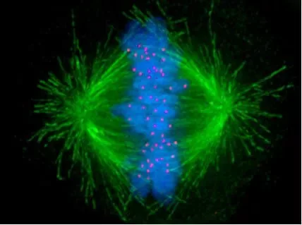 Kinetochore