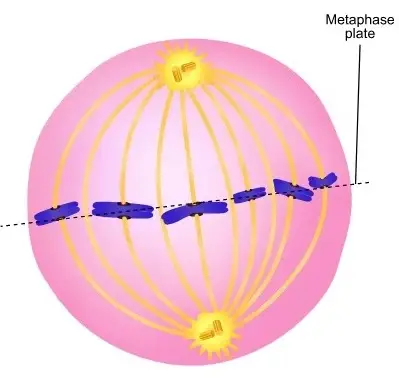 diagram of metaphase of mitosis