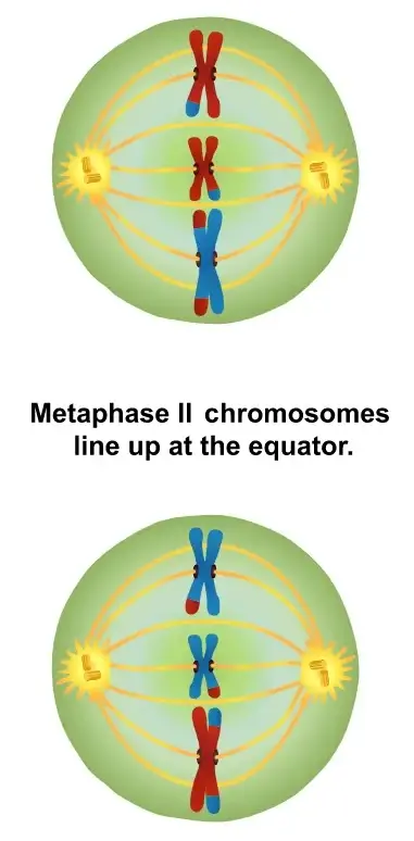 Metaphase 2 in Meiosis