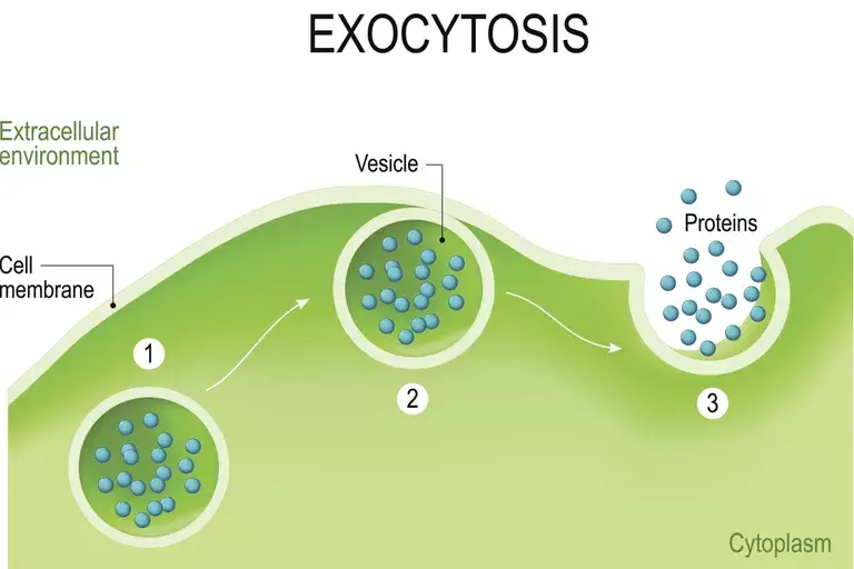 Basic Mechanism of Exocytosis 