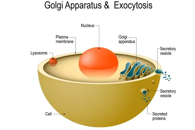 Exocytotic Vesicles