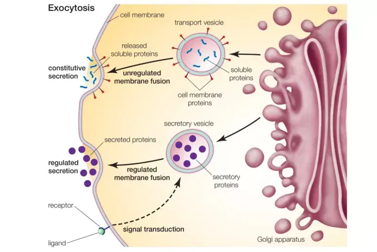 Types of Exocytosis – exocytosis diagram