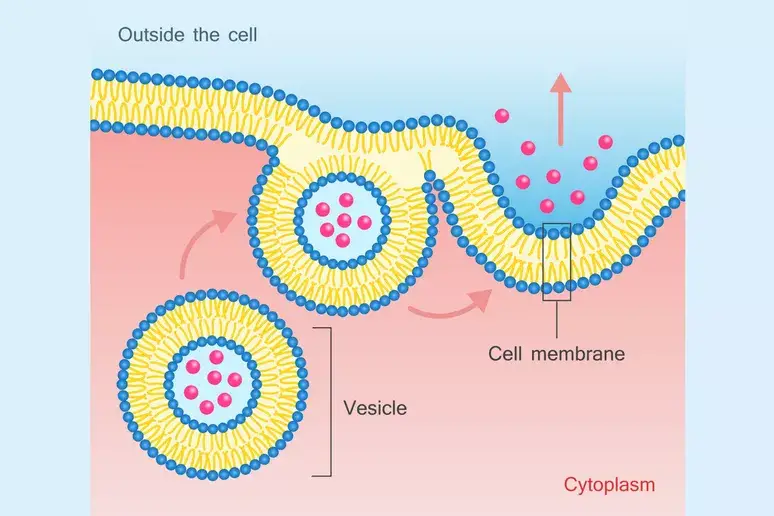 Steps Involve in Exocytosis - Lysosome mediated Exocytosis