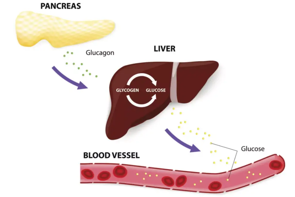 The pancreas releases glucagon by exocytosis when blood glucose levels fall too low. Glucagon causes the liver to convert stored glycogen into glucose, which is released into the bloodstream. 