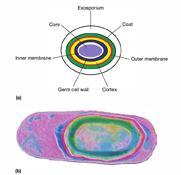 Endospore - Structure, Sporulation, Germination and Examples 3 Structure of Endospore