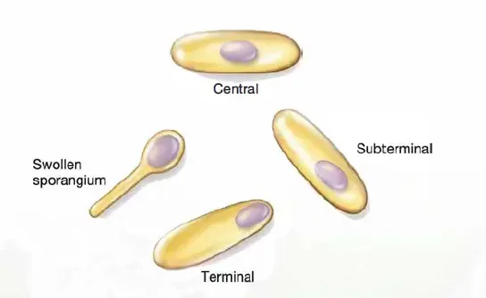 Endospore - Structure, Sporulation, Germination and Examples 5 Location of Endospore