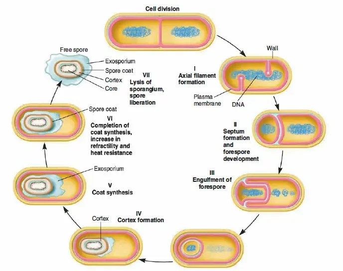Endospore Formation Steps
